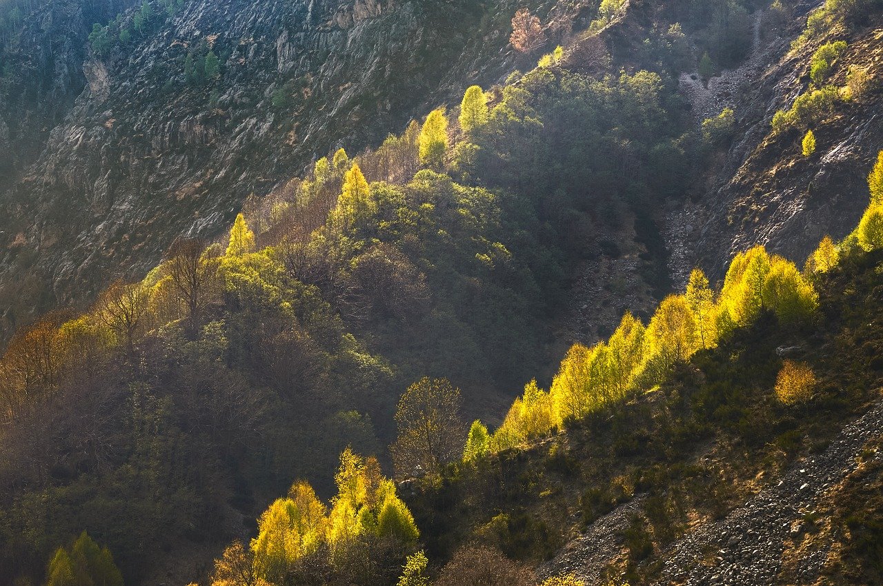 산림치유